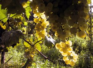 mercatale_13_020919