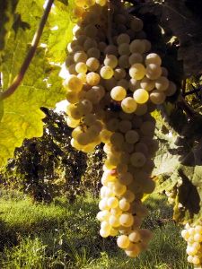 mercatale_14_020919