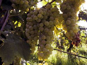 mercatale_16_020919