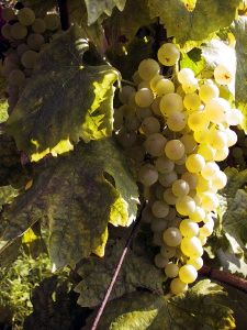 mercatale_19_020919