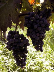 mercatale_20_020919