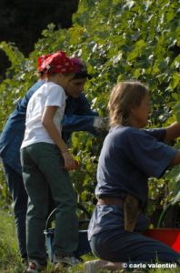 mercatale_vendemmia03