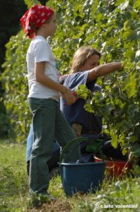 mercatale_vendemmia07