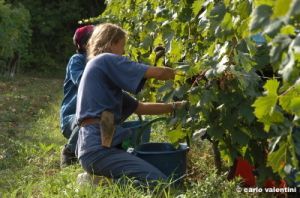 mercatale_vendemmia22