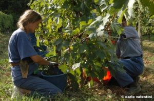 mercatale_vendemmia24