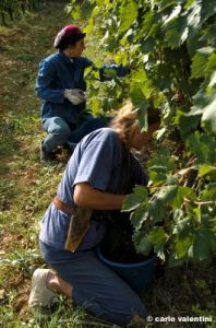 mercatale_vendemmia27
