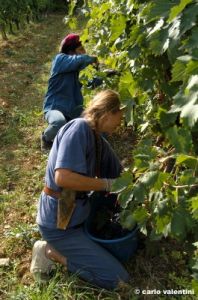 mercatale_vendemmia28