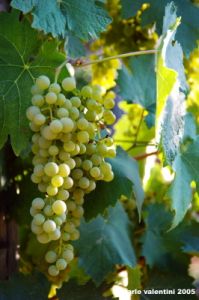 uva_vigna_chianti01