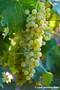 uva_vigna_chianti02