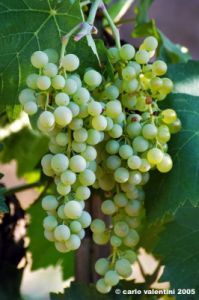 uva_vigna_chianti03