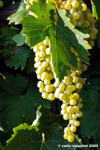 uva_vigna_chianti04