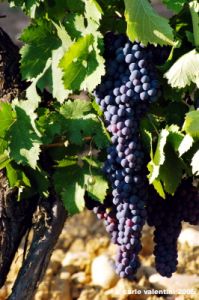 uva_vigna_chianti06