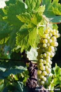 uva_vigna_chianti09