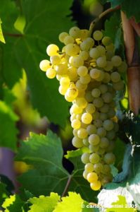 uva_vigna_chianti11