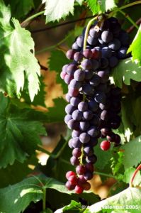 uva_vigna_chianti12