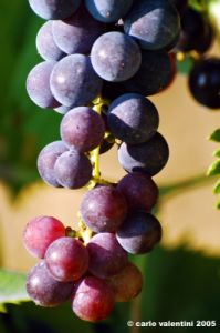 uva_vigna_chianti16