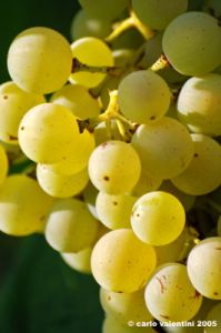 uva_vigna_chianti17