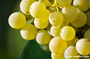uva_vigna_chianti18