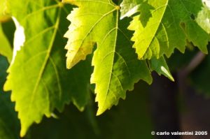 uva_vigna_chianti20