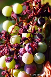uva_vigna_chianti22