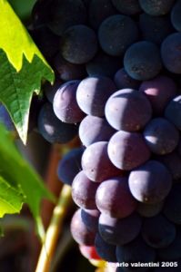 uva_vigna_chianti23