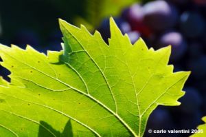 uva_vigna_chianti24