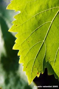 uva_vigna_chianti25