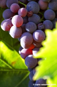 uva_vigna_chianti26