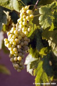 uva_vigna_firenze1