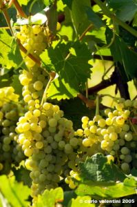 uva_vigna_ruffino04