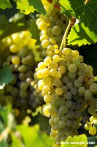 uva_vigna_ruffino06