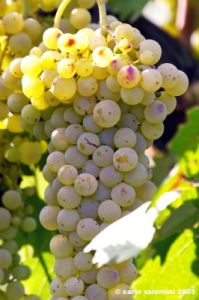 uva_vigna_ruffino07