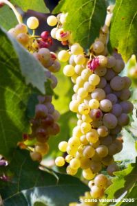 uva_vigna_ruffino08