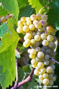 uva_vigna_ruffino09