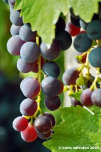 uva_vigna_ruffino11