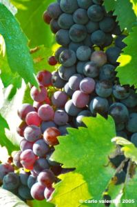 uva_vigna_ruffino29