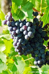 uva_vigna_ruffino35