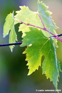 uva_vigna_ruffino40