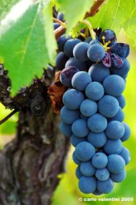 uva_vigna_ruffino42
