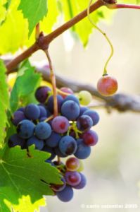 uva_vigna_ruffino43