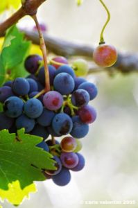 uva_vigna_ruffino44