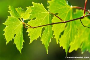 uva_vigna_ruffino47