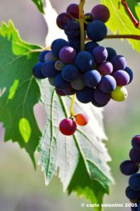 uva_vigna_ruffino53