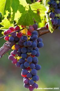uva_vigna_ruffino56