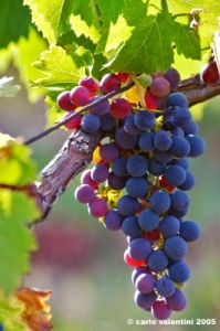 uva_vigna_ruffino57