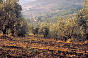 IMG0049_0186