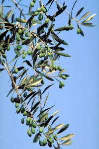 IMG0089_0186