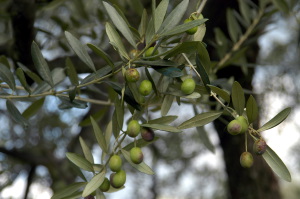 mercatale03_021027