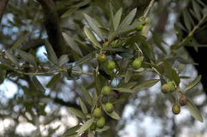 mercatale04_021027