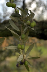 mercatale05_021027